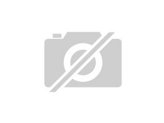 Junge Farbmäuse suchen neues Zuhause